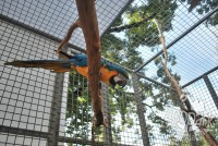 /album/fotogalerie-zoopark-na-hradecku-horni-pena/ara-ararauna-4-zoopark-jpg/